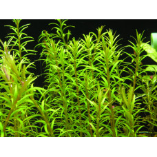 Rotala Wallichi - Mexicana Red